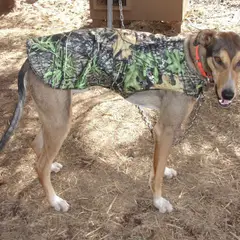 Eurohound - Foto 8