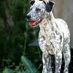 Greyster - Foto 3