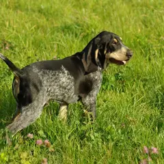Pequeño azul de Gascuña - Foto 6