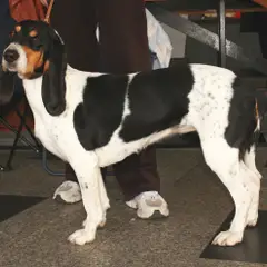 Pequeño Sabueso Suizo - Foto 4