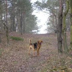 Polnische Bracke - Foto 6