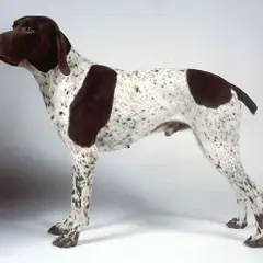 Franse Pointer - Foto 4