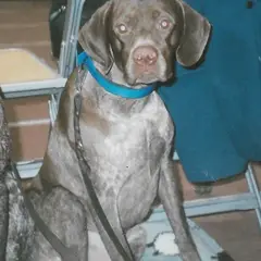 Franse Pointer - Foto 5