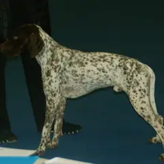 Franse Pointer - Foto 6