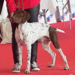 Franse Pointer - Foto 7