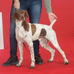 Franse Pointer - Foto 8