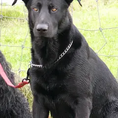 Cão de pastor de Maiorca - Foto 4