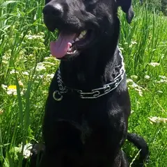 Cão de pastor de Maiorca - Foto 5