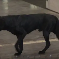 Cão de pastor de Maiorca - Foto 6