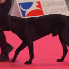 Cão de pastor de Maiorca - Foto 7