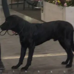 Cão de pastor de Maiorca - Foto 8