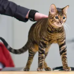 Toyger - Foto 2