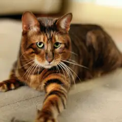 Toyger - Foto 3