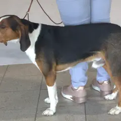 Deutsche Bracke - Foto 5