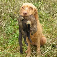 Wirehaired Vizsla - Photo 7