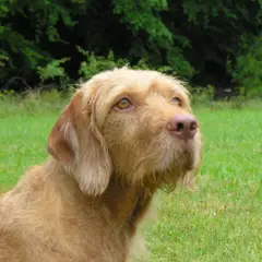 Wirehaired Vizsla - Photo 8