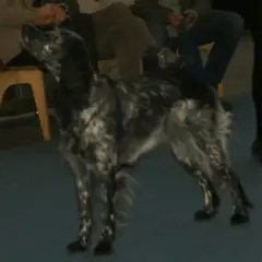 Blue Picardy Spaniel - Photo 6
