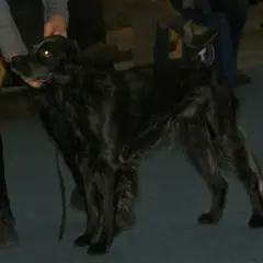 Blue Picardy Spaniel - Photo 7