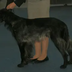 Blue Picardy Spaniel - Photo 8