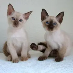 Tonkinois - Foto 3