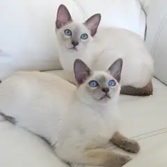 Tonkinois - Foto 4