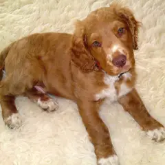 Wachtelhund - Foto 5
