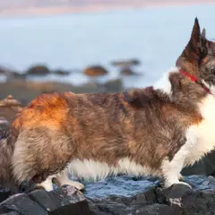 Welsh Corgi Cardigan - Foto 6