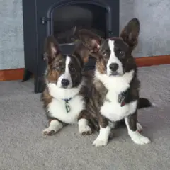 Welsh Corgi Cardigan - Foto 7