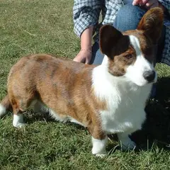 Welsh Corgi Cardigan - Foto 8