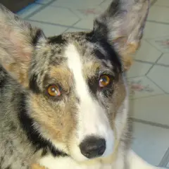 Welsh Corgi Cardigan - Foto 9
