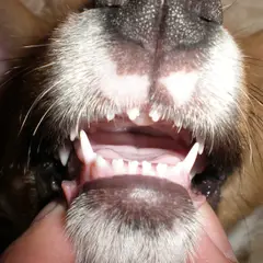 Welsh Corgi Pembroke - Photo 8