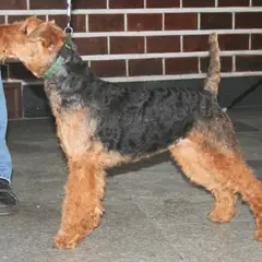 Welsh Terrier - Foto 5