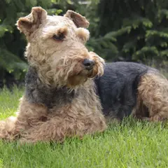 Welsh Terrier - Foto 6