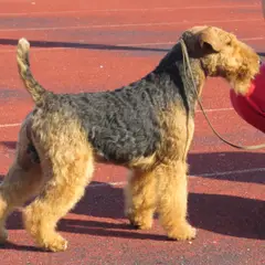 Welsh Terrier - Foto 7