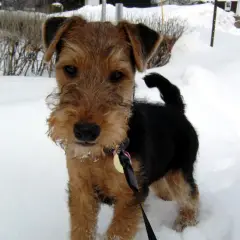 Welsh Terrier - Foto 8
