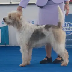 Briquet Griffon Vendéen - Foto 4