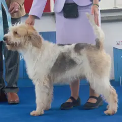 Briquet Griffon Vendéen - Foto 6