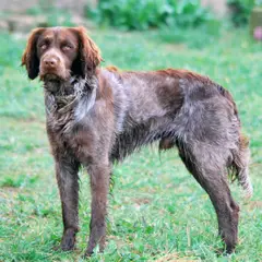 Spaniel de Saint-Usuge - Foto 6