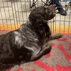 Spaniel de Saint-Usuge - Foto 8