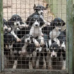 Grande Anglo-Francês branco e preto - Foto 3