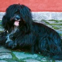 Tibetan Terrier - Photo 4