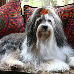 Tibetan Terrier - Photo 5