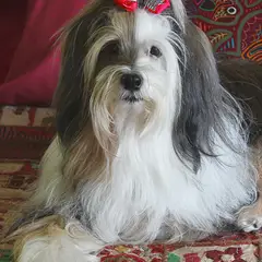 Tibetan Terrier - Photo 6