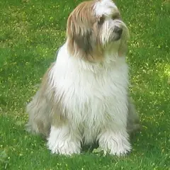 Tibetan Terrier - Photo 7