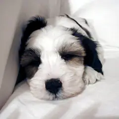 Tibetan Terrier - Photo 8