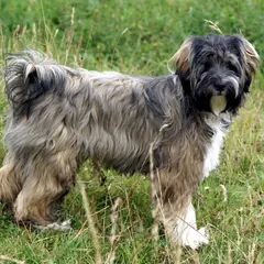 Tibetan Terrier - Photo 9