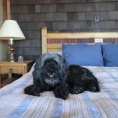 Tibetan Terrier - Photo 11