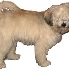Tibetan Terrier - Photo 12