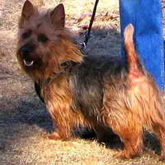 Terrier australien - Photo 4