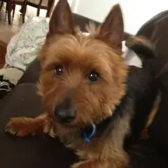 Terrier australien - Photo 5